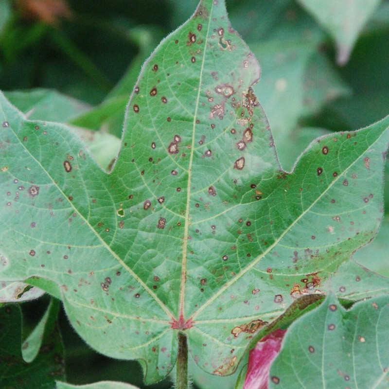 Botanical Specimen Leaf