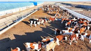 Live Dairy Cattle Herd